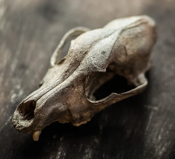 Dirty skull of a bull. — Stock Photo, Image