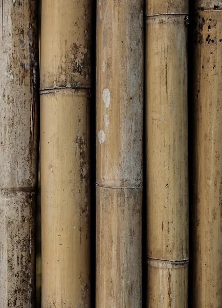 Bakgrund till bambu. — Stockfoto