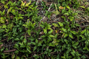 Çiçek Bahçesi arka plan