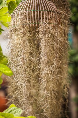 ahşap bir yapı üzerinde kuru ot