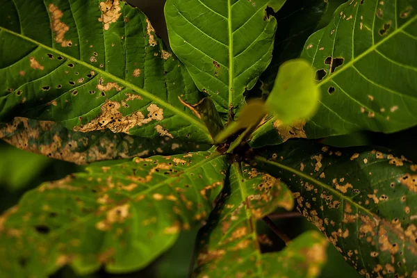 Flor jardín fondo —  Fotos de Stock