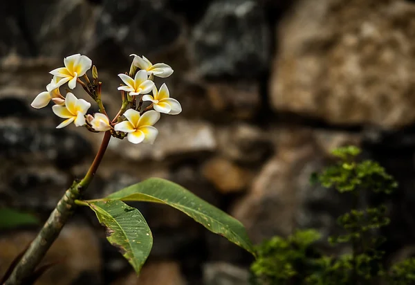 Fond de jardin de fleurs — Photo