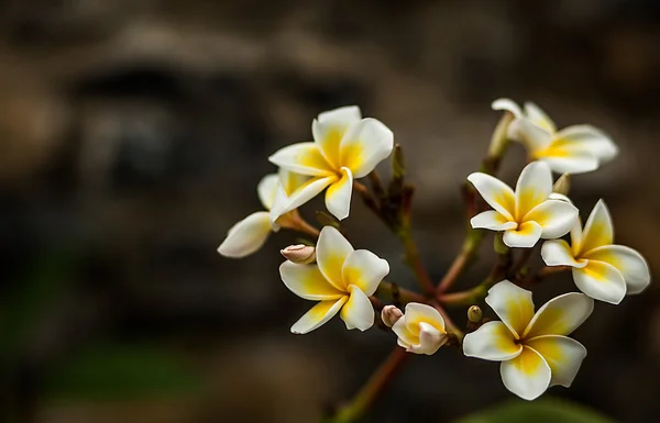 Fond de jardin de fleurs — Photo