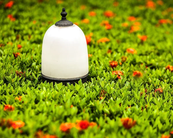 Flor jardín fondo — Foto de Stock