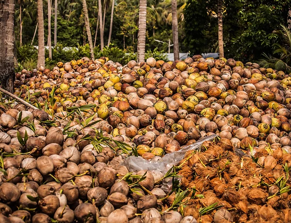 Campo de coqueiros — Fotografia de Stock