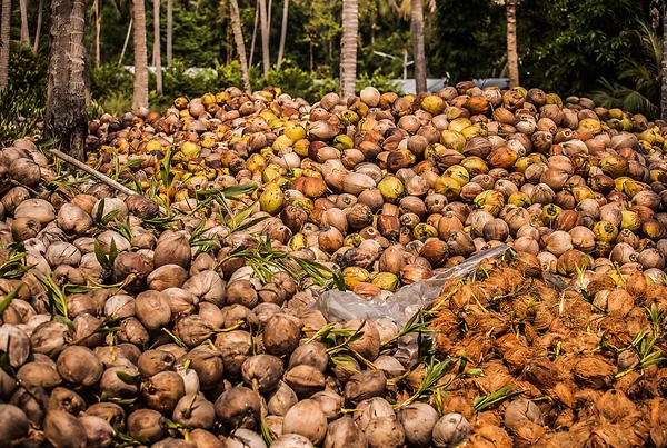 Campo de coqueiros — Fotografia de Stock