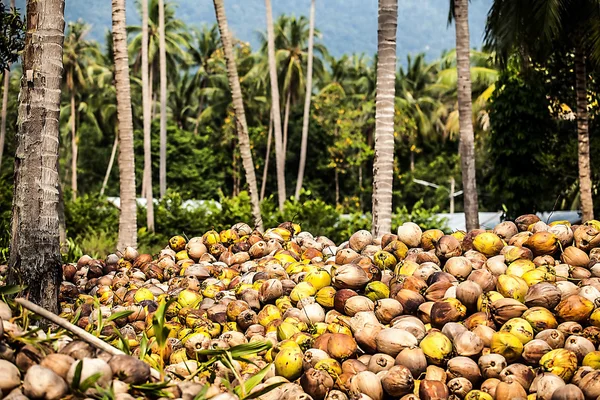 Campo de coqueiros — Fotografia de Stock