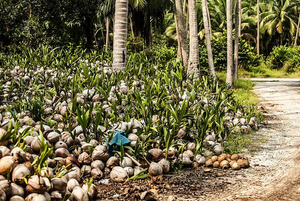 Field of coconut trees — Stock Photo, Image