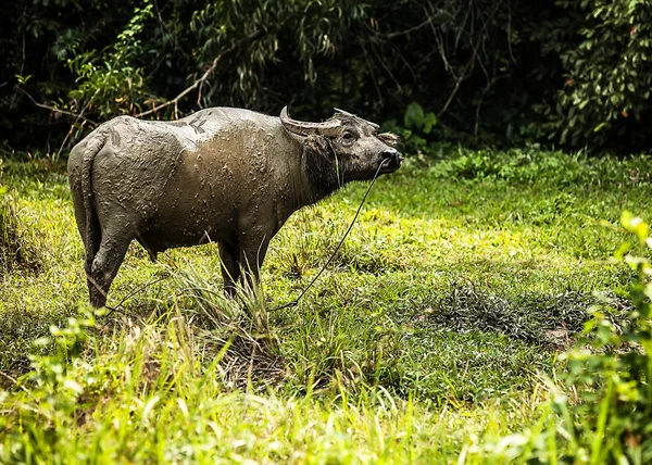 Buffalo in the field — Stock Photo, Image