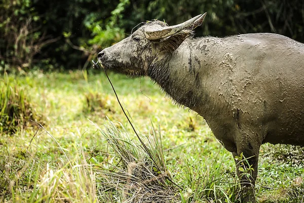 Büffel auf dem Feld — Stockfoto