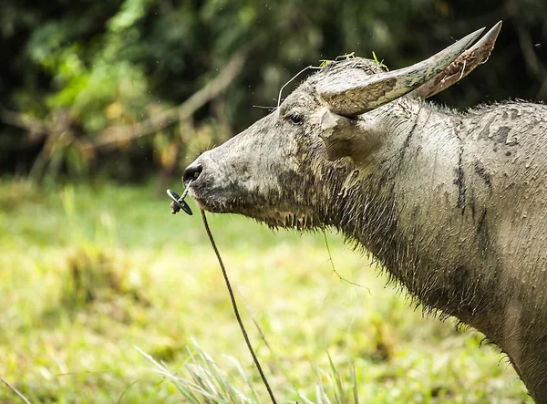 Buffels in het veld — Stockfoto