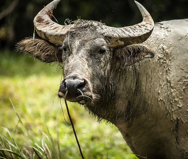 Büffel auf dem Feld — Stockfoto