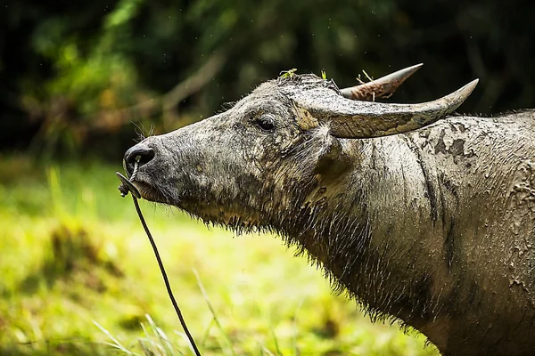 Büffel auf dem Feld — Stockfoto