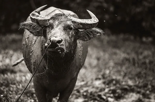 Bufflar på fältet — Stockfoto