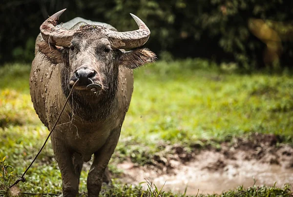 Buffels in het veld — Stockfoto