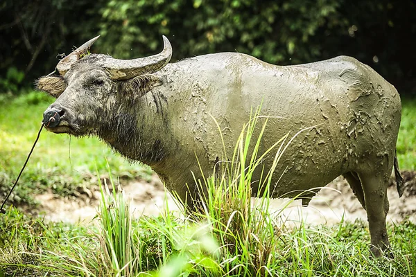 Buffels in het veld — Stockfoto