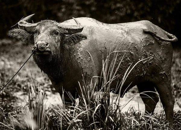 田里的水牛 — 图库照片