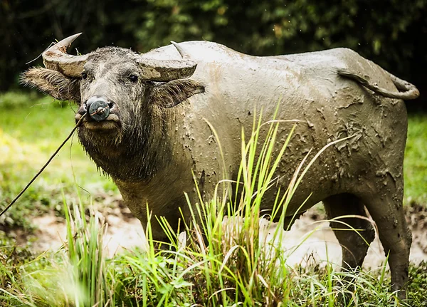 Büffel auf dem Feld — Stockfoto