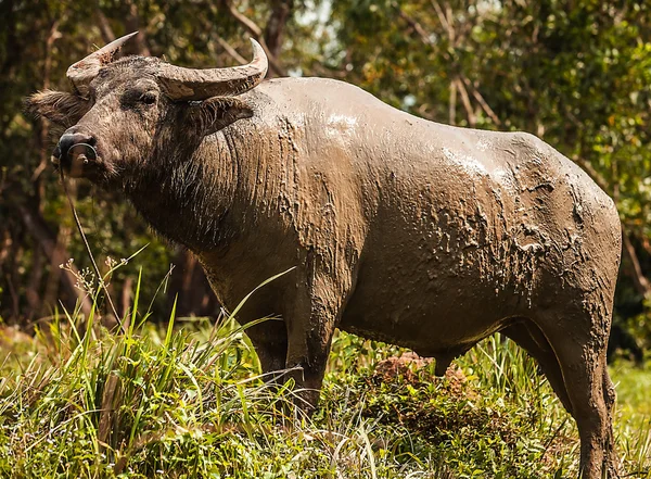 Buffalo in the field — Stock Photo, Image