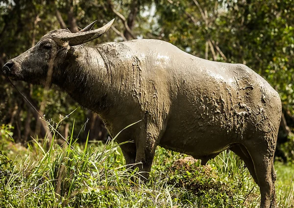 Buffalo in the field — Stock Photo, Image