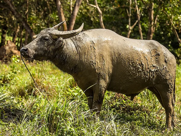 Buffalo in the field — Stock Photo, Image