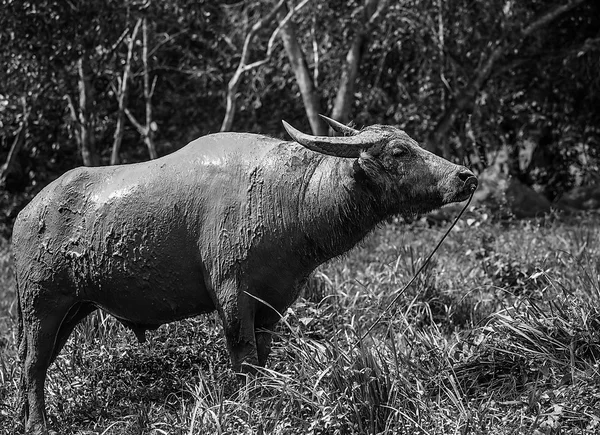 Buffalo in the field — Stock Photo, Image