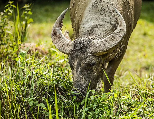 Bufflar på fältet — Stockfoto