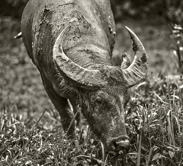 Búfalo no campo — Fotografia de Stock