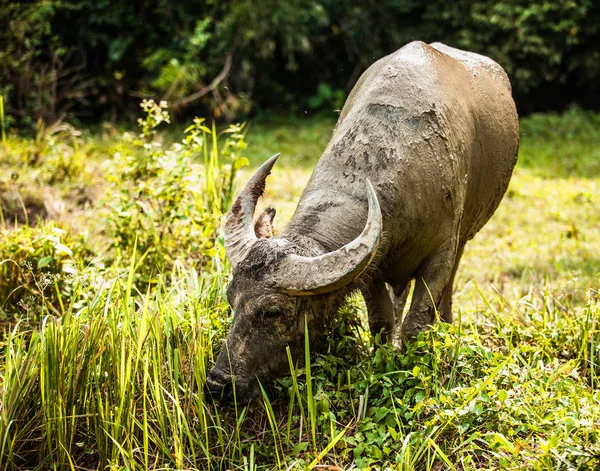 Búfalo no campo — Fotografia de Stock