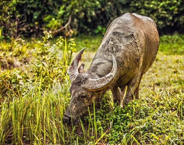 Buffalo in the field — Stock Photo, Image