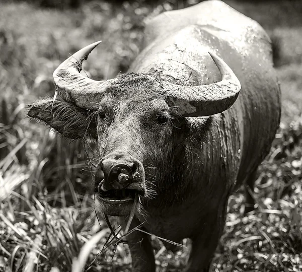 田里的水牛 — 图库照片