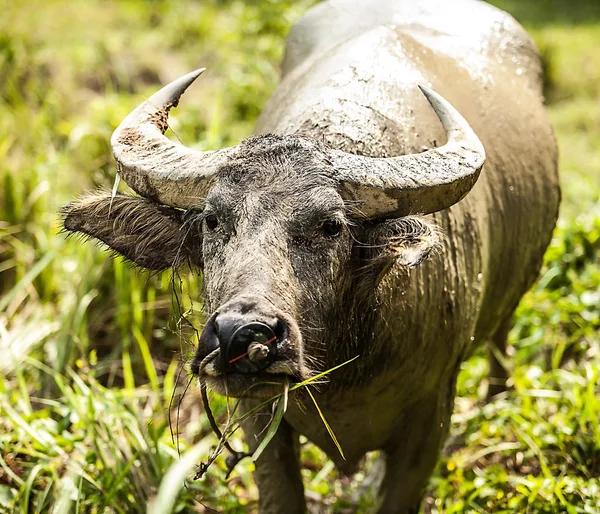 Buffalo in the field — Stock Photo, Image