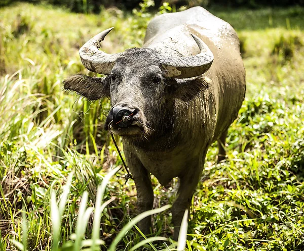 Buffalo in the field — Stock Photo, Image