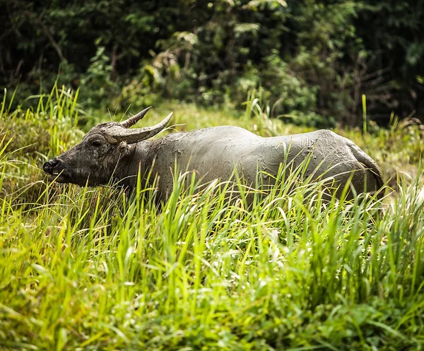 Buffalo in the field — Stock Photo, Image