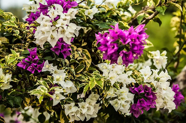 Flower garden background — Stock Photo, Image