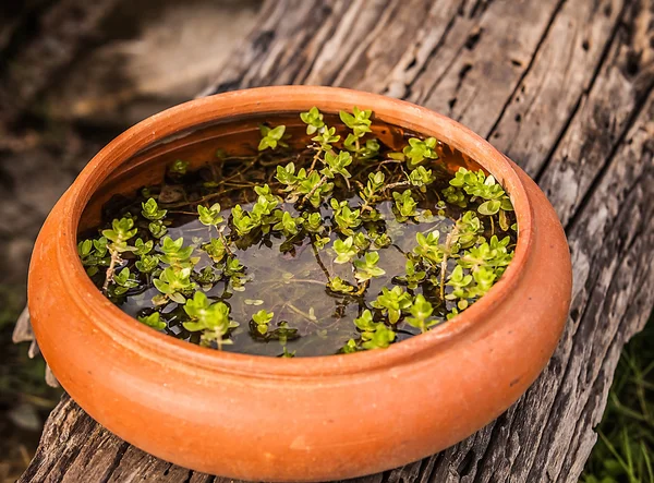 Fiori in un vaso galleggianti sull'acqua — Foto Stock