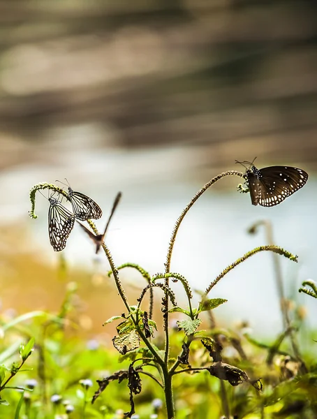 Svarte sommerfugler – stockfoto
