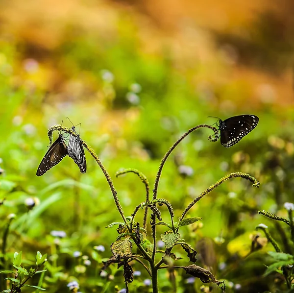 Black butterflies Stock Photo by ©innervision 23727147