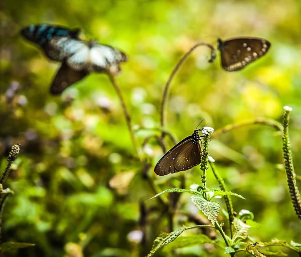 Black butterflies — Stock Photo, Image