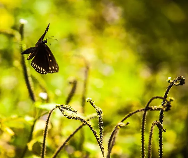 Black butterflies — Stock Photo, Image