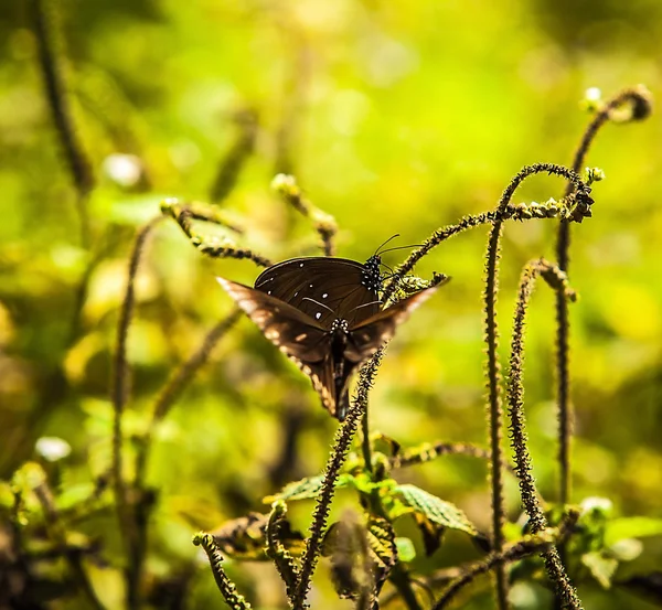 Чёрные бабочки — стоковое фото