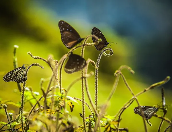 Black butterflies — Stock Photo, Image