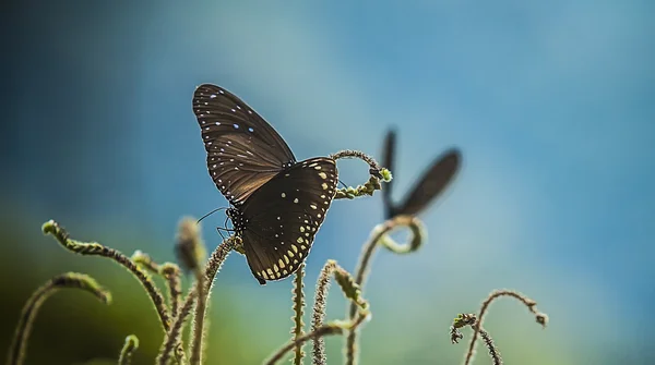 Black butterflies — Stock Photo, Image