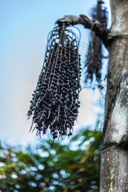 Bambu ormanı arka plan