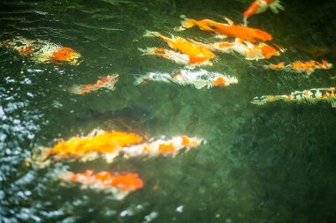 Koi balık gölet üzerinde yüzmek
