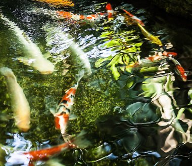 Koi balık gölet üzerinde yüzmek