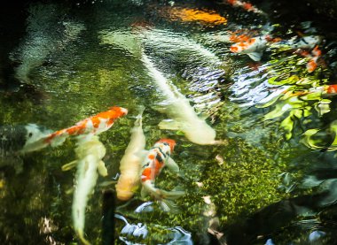 Koi balık gölet üzerinde yüzmek