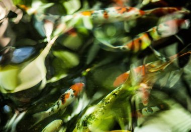 Koi balık gölet üzerinde yüzmek