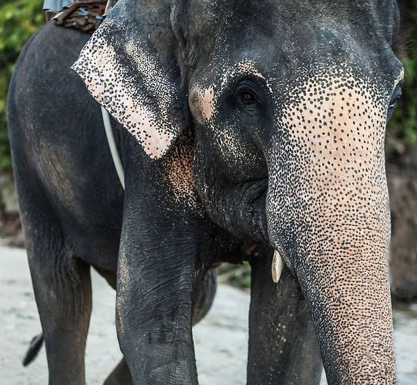 Elefante dello Sri Lanka — Foto Stock