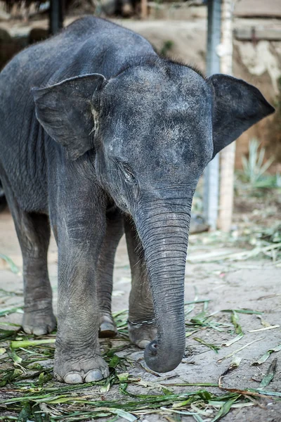 Sri Lankaanse olifant — Stockfoto